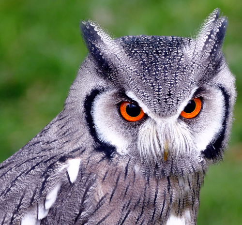 southern white owl